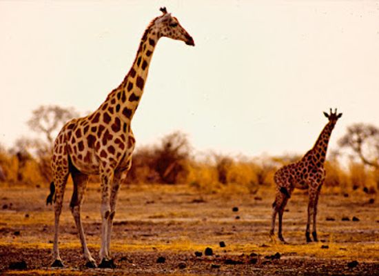 cameroon/far-north-region/landmark/waza-national-park