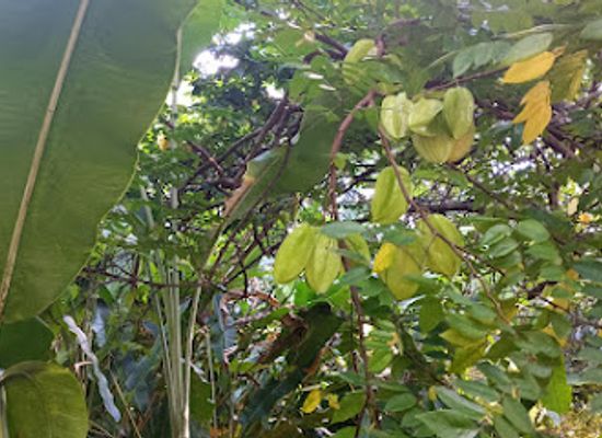 grenada/saint-george/landmark/de-la-grenade-nutmeg-garden