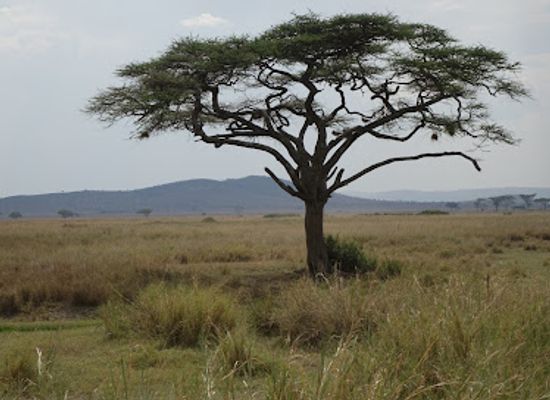 tanzania/masai-steppe/landmark/ngorongoro-conservation-area