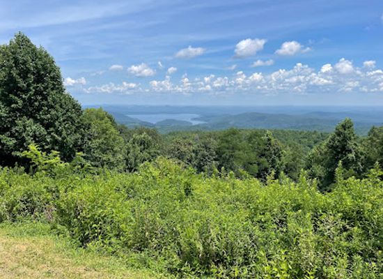 south-carolina/midlands/landmark/francis-marion-sumter-national-forests