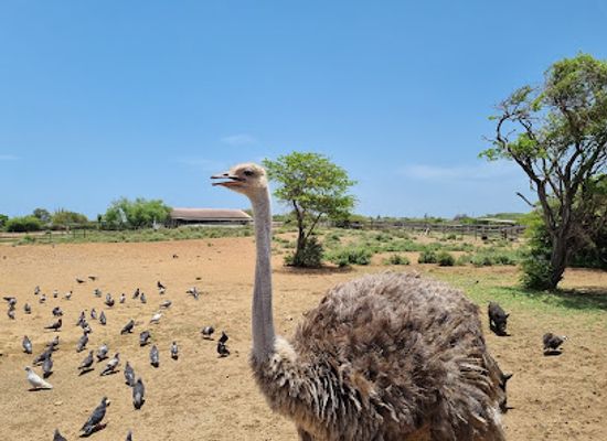 curacao/curacao-ostrich-farm/landmark/curacao-ostrich-farm