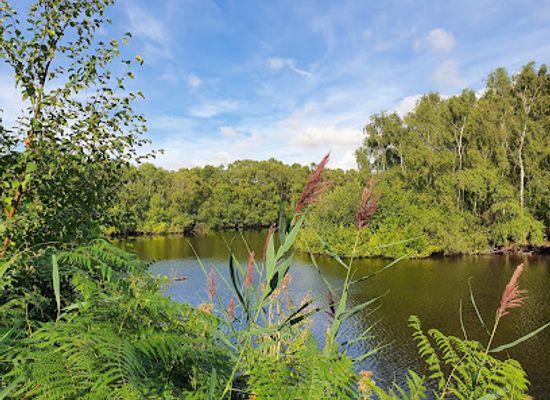 united-kingdom/huntingdonshire/attraction/holme-fen-national-nature-reserve-2