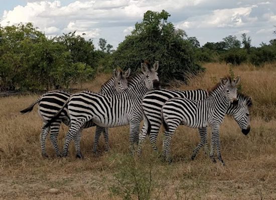 zambia/bangweulu-wetlands/landmark/south-luangwa-national-park