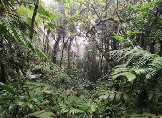 costa-rica/monteverde-cloud-forest/landmark/la-reserva-bosque-nuboso-santa-elena