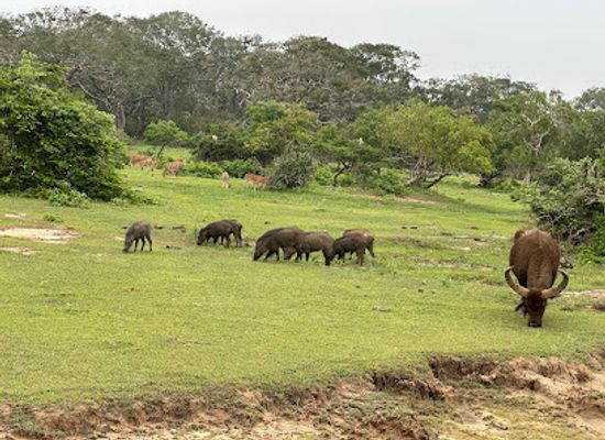 sri-lanka/yala-national-park/landmark/yala-national-park-main-entrance