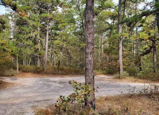 new-jersey/pine-barrens/landmark/the-pine-barrens