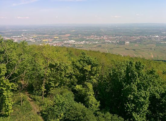 austria/vienna-woods/landmark/wilhelmswarte