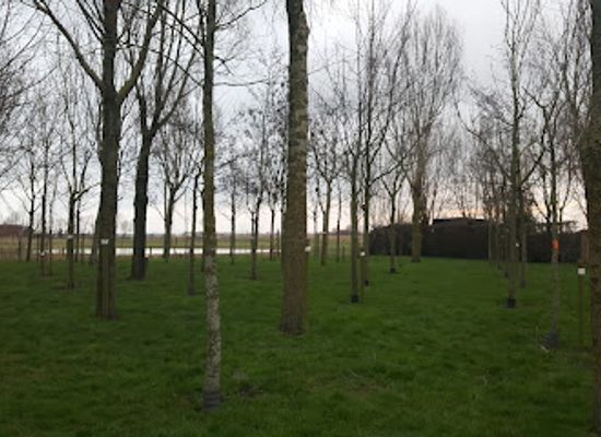 belgium/de-haan/landmark/geboortebos-wenduine