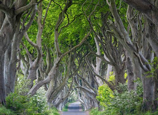 united-kingdom/antrim/attraction/the-dark-hedges-2