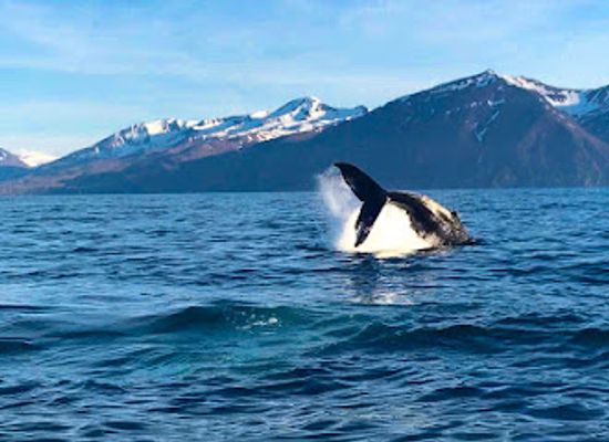 iceland/husavik/landmark/husavik-adventures