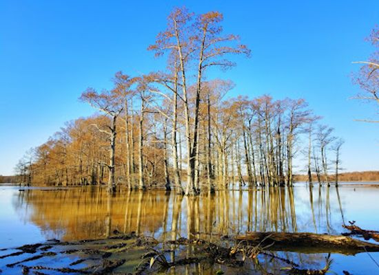 tennessee/hatchie-river-area/landmark/reelfoot-national-wildlife-refuge