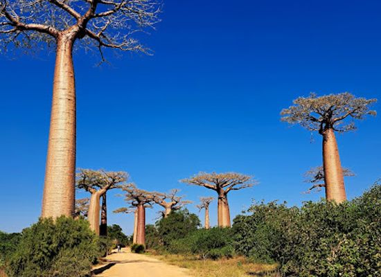 madagascar/amoron-i-mania/landmark/avenue-of-the-baobabs