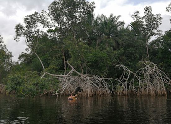 gabon/congo-basin/landmark/conkouati-reserve