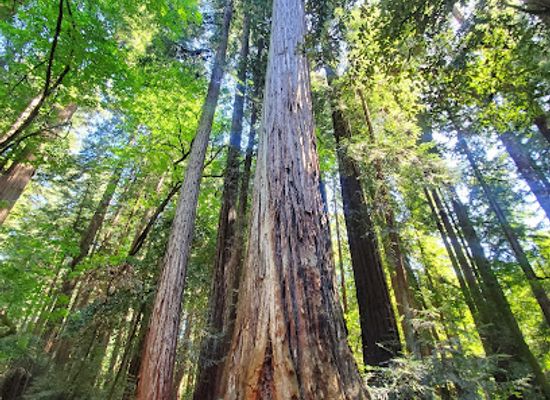 california/silicon-valley/landmark/visitor-center-henry-cowell-redwoods-state-park