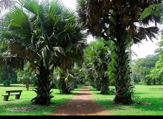 cameroon/south-region/landmark/limbe-botanic-garden