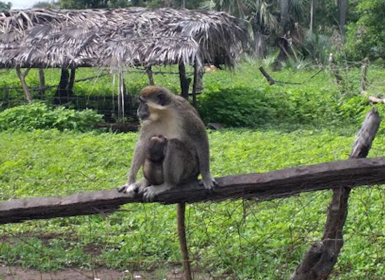 the-gambia/bijilo-forest-park/landmark/bijilo-monkey-park