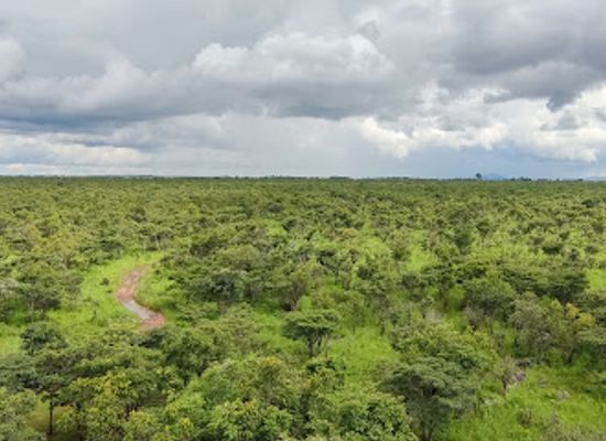 zambia/kasanka-bat-forest/landmark/lusaka-national-park