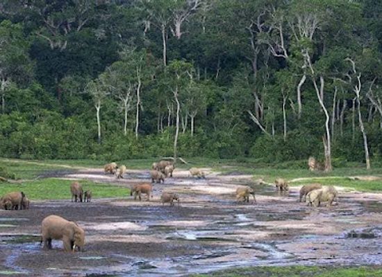 central-african-republic/sangha-mbaere/landmark/dzanga-sangha-national-park