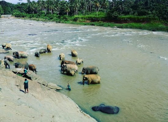 sri-lanka/sabaragamuwa-province/landmark/pinnawala-elephant-orphanage