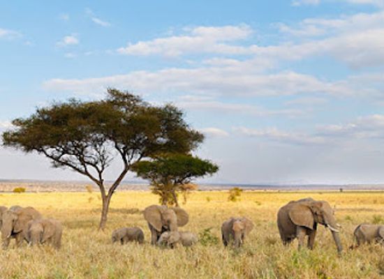 tanzania/selous-game-reserve/landmark/tarangire-national-park