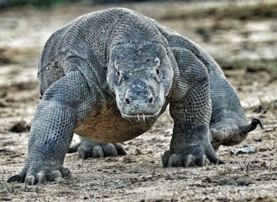 indonesia/west-java/landmark/museum-komodo-jagat-satwa-nusantara