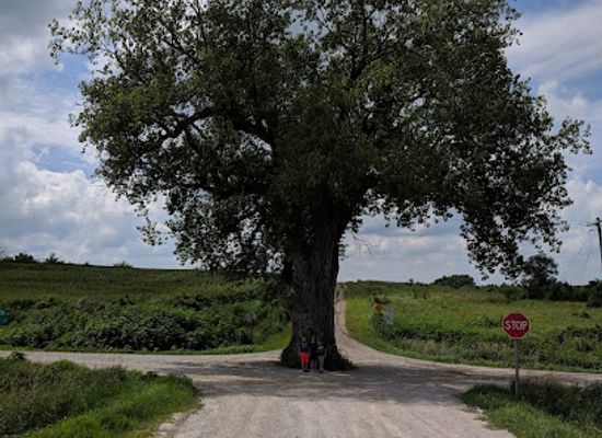 iowa/northeast-iowa/landmark/tree-in-the-road