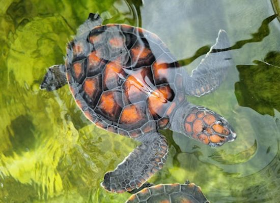 cook-islands/avatiu/landmark/discover-marine-wildlife-and-eco-centre