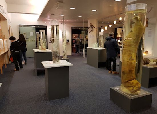 iceland/reykjanes-peninsula/landmark/the-icelandic-phallological-museum-hio-islenzka-reoasafn