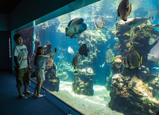 new-caledonia/ponerihouen/landmark/lagoon-aquarium