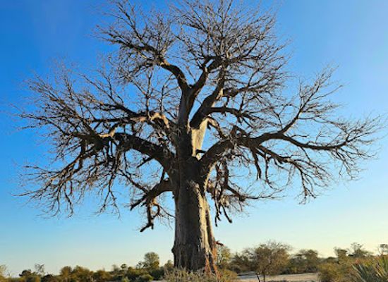namibia/kavango-east/landmark/bwabwata-national-park-mahango-core-area