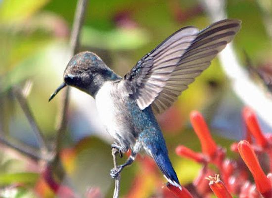 maine/bar-harbor/landmark/down-east-bird-watching-nature-tours