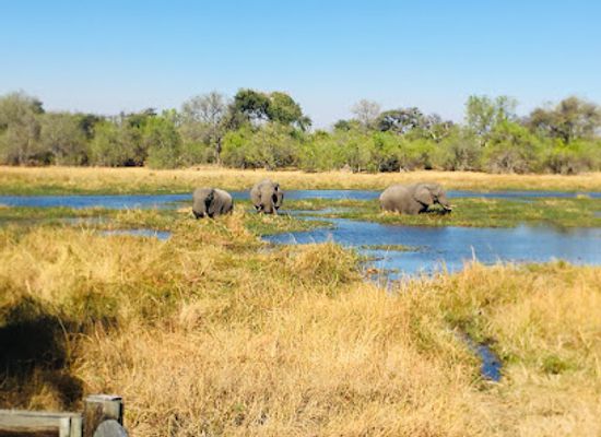 botswana/okavango-delta/landmark/moremi-game-reserve