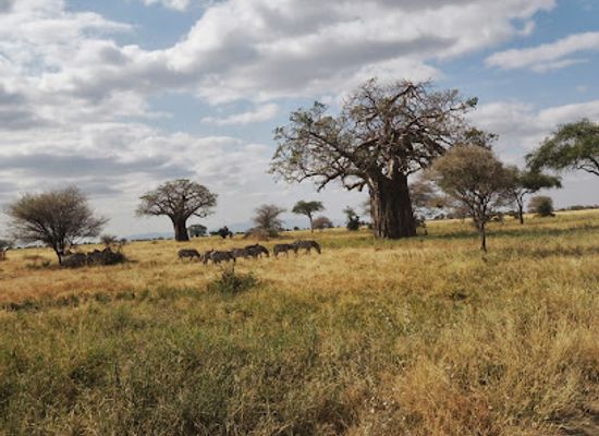 kenya/kilimanjaro-region/landmark/kilimanjaro-vikings-tanzania-adventure-tours-safari-trekking