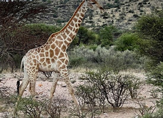 namibia/windhoek/landmark/gocheganas-nature-reserve