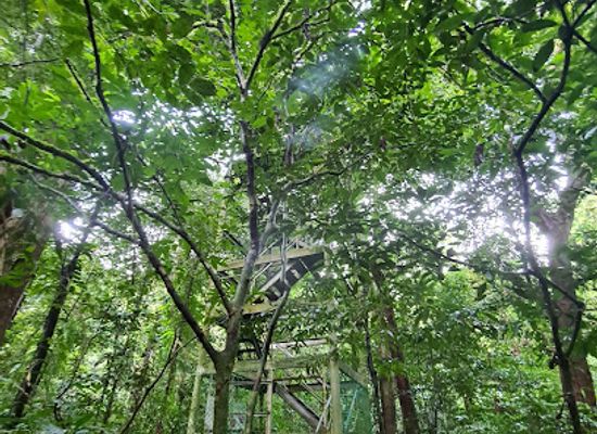 malaysia/mulu-national-park/landmark/mulu-tree-top-tower