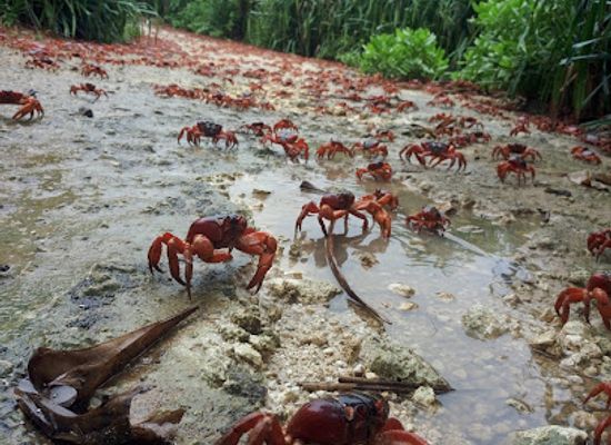 christmas-island/red-crabs-migration-area/landmark/the-blowholes