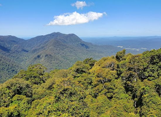 australia/northern-rivers/landmark/skywalk-lookout-dorrigo-national-park