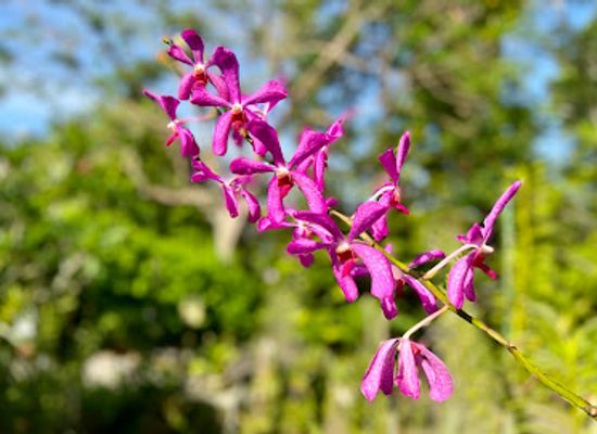 singapore/southern-ridges/landmark/native-cultural-gardens