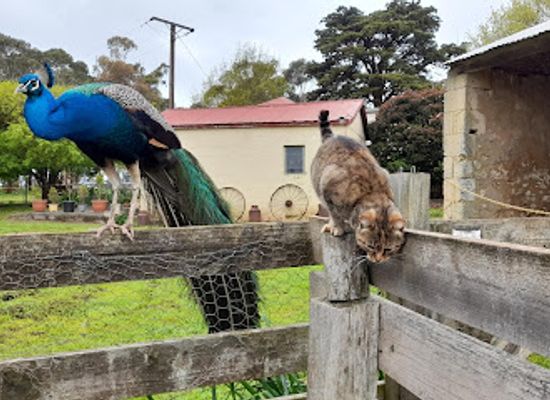 australia/limestone-coast/landmark/echo-farm