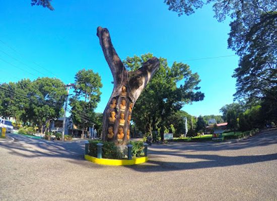 philippines/central-luzon/landmark/clsu-leaders-tree