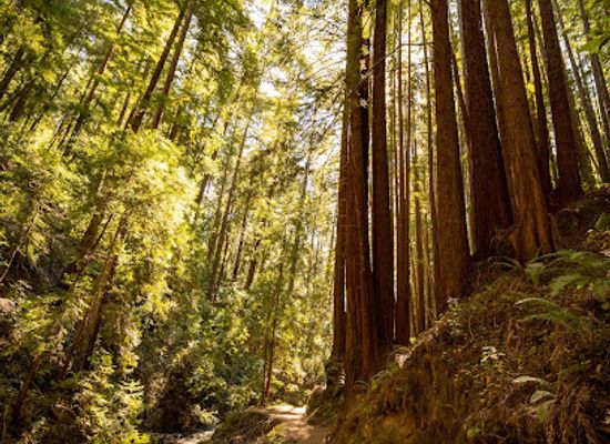 california/silicon-valley/landmark/fall-creek-unit-henry-cowell-redwoods-state-park