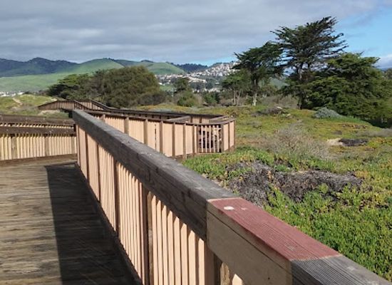 california/pismo-beach/landmark/monarch-butterfly-grove