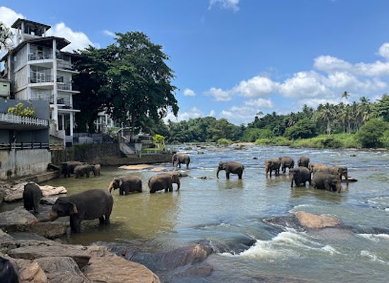 sri-lanka/kandy/landmark/pinnawala-elephant-orphanage