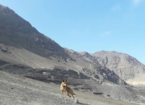 chile/antofagasta-region/landmark/reserva-nacional-la-chimba