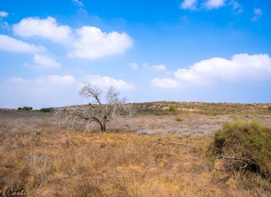 israel/judea/landmark/yad-mordehai-forest