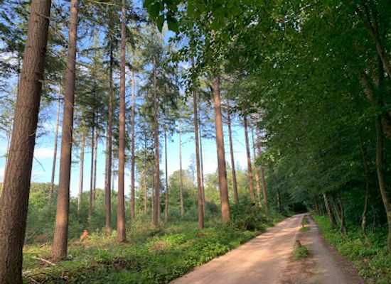 netherlands/veluwe/landmark/putterbos