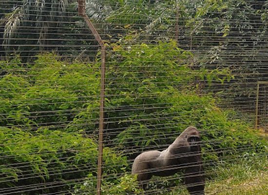 cameroon/bamenda-highlands/landmark/parc-de-la-mefou-ape-action-africa