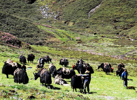 bhutan/western-bhutan/landmark/jomolhari-trek