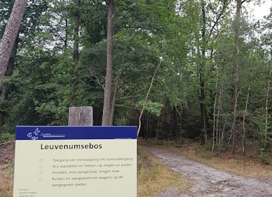 netherlands/flevoland/landmark/leuvenum-forest