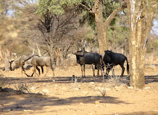 botswana/southern-district/landmark/molopo-game-reserve